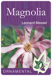 Magnolia - Leonard Messel