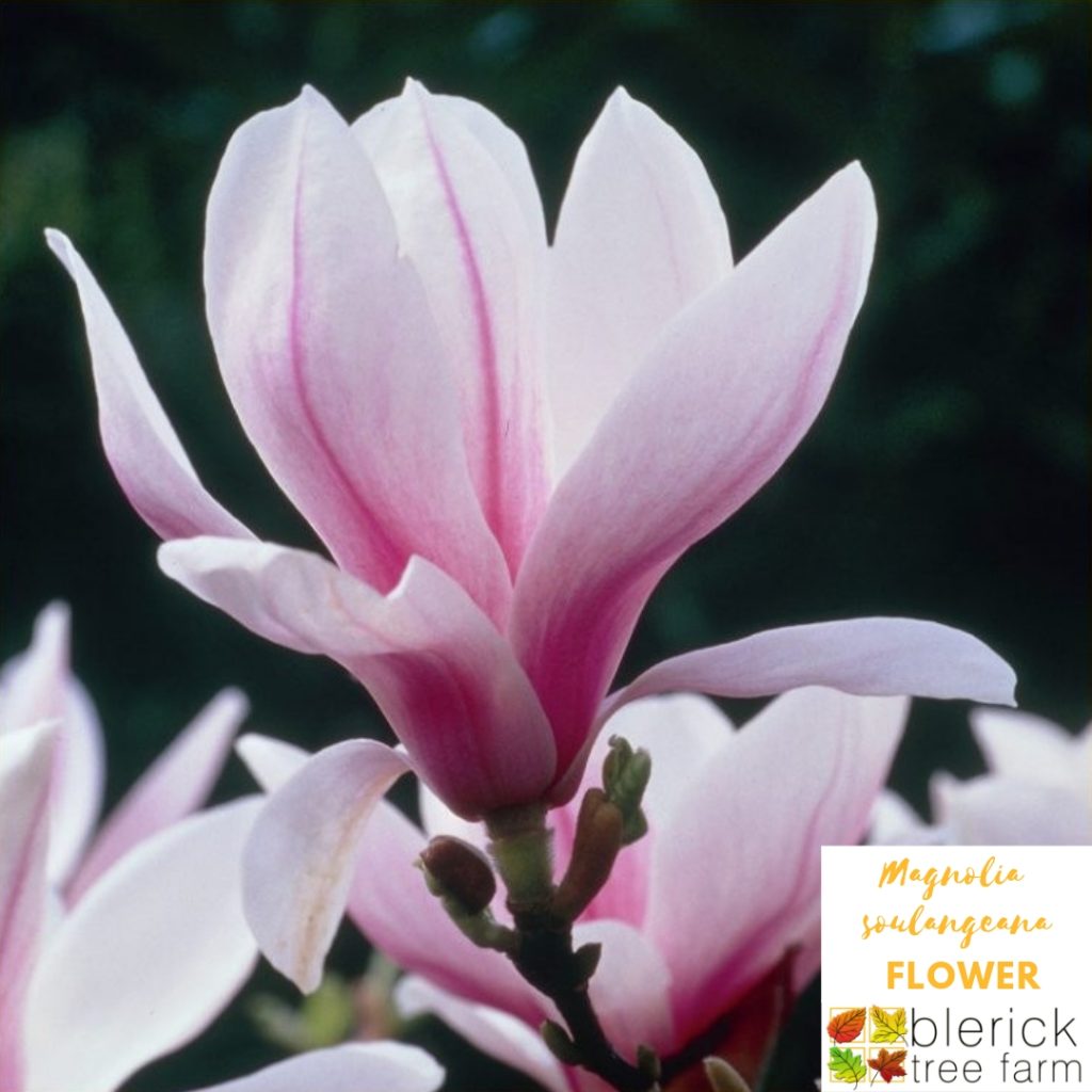 magnolia-soulangeana-saucer-magnolia-blerick-tree-farm