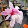Magnolia stellata rosea - Pink Star Magnolia - Image 2