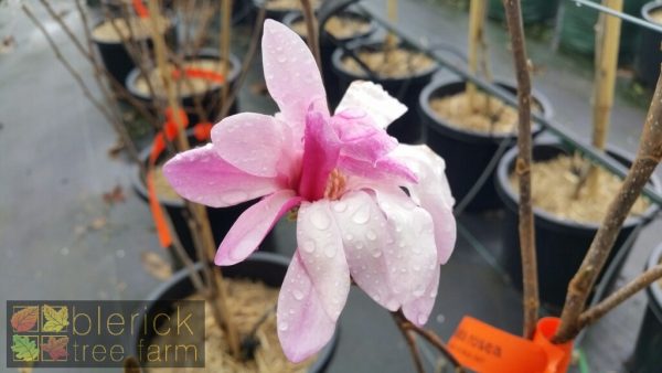 Magnolia stellata rosea - Pink Star Magnolia - Image 2