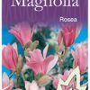 Magnolia stellata rosea - Pink Star Magnolia