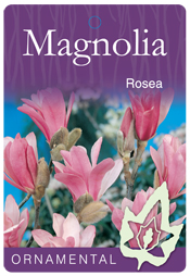 Magnolia stellata rosea - Pink Star Magnolia