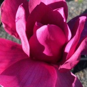 Magnolia - Vulcan