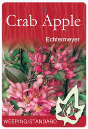 Malus Echtermeyer - Weeping Crab Apple
