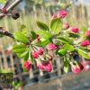 Malus floribunda - Japanese Flowering Crab Apple - Image 6