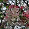 Malus floribunda - Japanese Flowering Crab Apple - Image 5