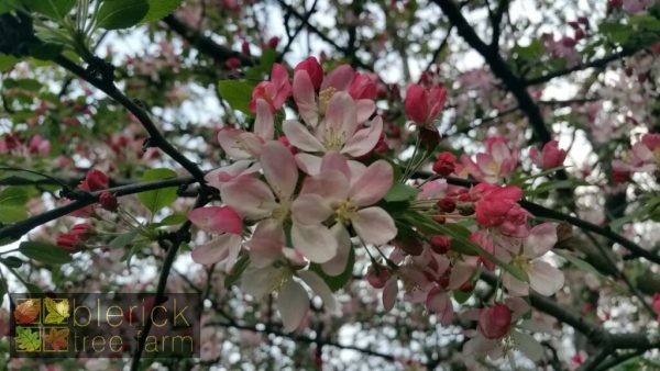 Malus floribunda - Japanese Flowering Crab Apple - Image 5