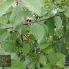 Malus floribunda - Japanese Flowering Crab Apple - Image 7