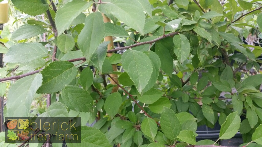 Malus floribunda Japanese Flowering Crab Apple