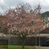 Malus floribunda - Japanese Flowering Crab Apple - Image 2