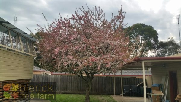 Malus floribunda - Japanese Flowering Crab Apple - Image 2