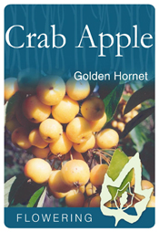 Malus - Golden Hornet Crab Apple