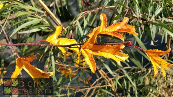 Malus transitoria 'Schmidtcutleaf' or Golden Raindrops - Image 2