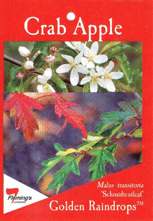 Malus transitoria 'Schmidtcutleaf' or Golden Raindrops - Image 3