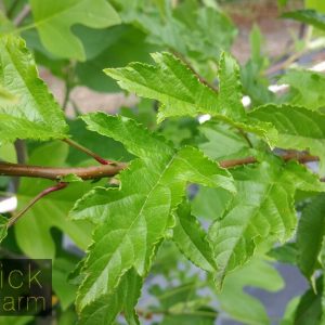 Malus transitoria 'Schmidtcutleaf' or Golden Raindrops