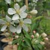 Malus x atrosanguinea 'Gorgeous' - Flowering Crab Apple - Image 2
