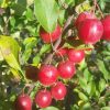 Malus x atrosanguinea 'Gorgeous' - Flowering Crab Apple - Image 3
