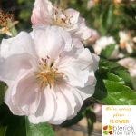 Close up of Malus ioensis plena flower in full bloom