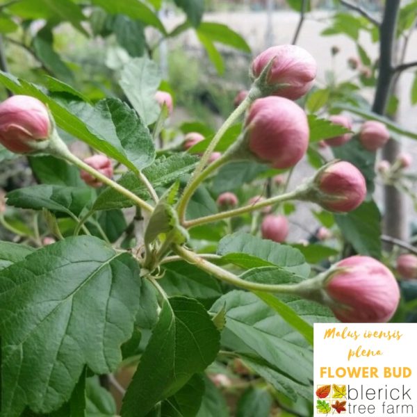 Malus ioensis 'Plena' - Flowering Crab Apple - Image 2