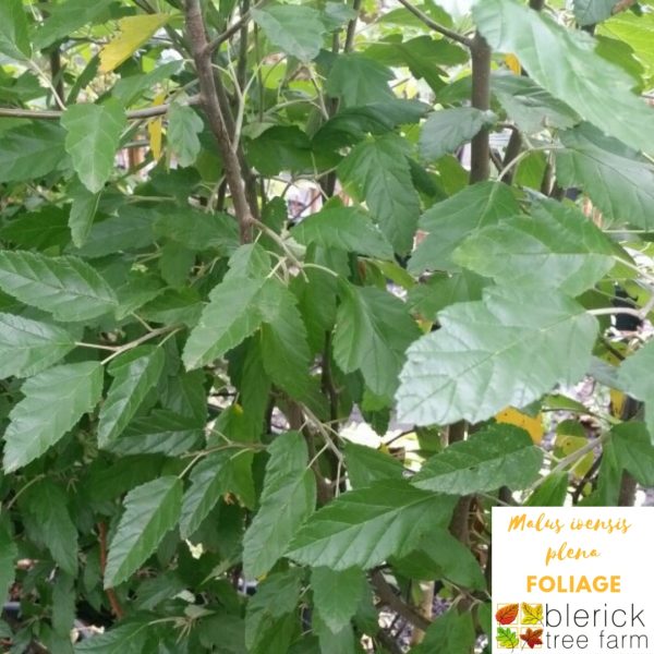 Malus ioensis 'Plena' - Flowering Crab Apple - Image 3