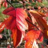 Malus ioensis 'Rubra' - Red Flowering Crab Apple - Image 4