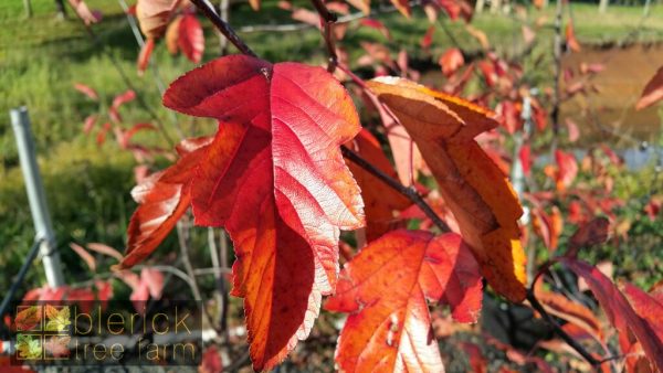 Malus ioensis 'Rubra' - Red Flowering Crab Apple - Image 4