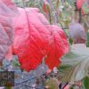 Malus ioensis 'Rubra' - Red Flowering Crab Apple - Image 2