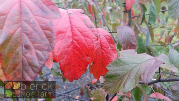 Malus ioensis 'Rubra' - Red Flowering Crab Apple - Image 2