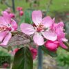 Malus ioensis 'Rubra' - Red Flowering Crab Apple - Image 5