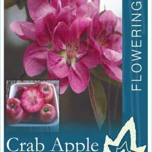 Malus - Julias Blush Crab Apple