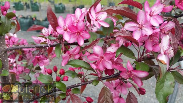 Malus 'JFS-KW5' - Royal Raindrops