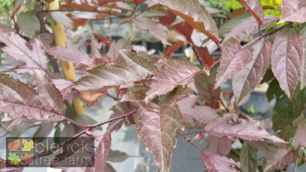 Malus 'JFS-KW5' - Royal Raindrops - Image 2