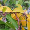 Malus 'Sutyzam' or 'Sugar Tyme' - Image 4