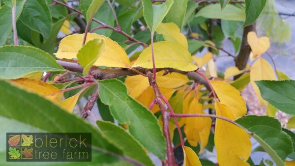 Malus 'Sutyzam' or 'Sugar Tyme' - Image 4