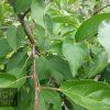 Malus 'Sutyzam' or 'Sugar Tyme' - Image 3
