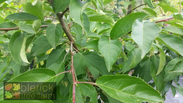 Malus 'Sutyzam' or 'Sugar Tyme' - Image 3
