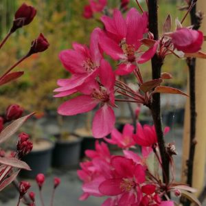 Malus - Tom Matthews™