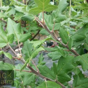 Malus trilobata - White Flowering Crab Apple