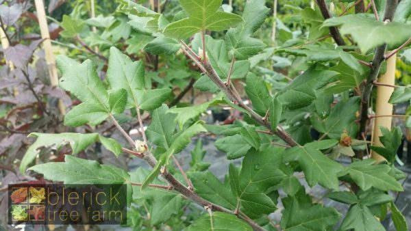 Malus trilobata - White Flowering Crab Apple