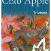 Malus trilobata - White Flowering Crab Apple - Image 2