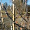Malus trilobata - White Flowering Crab Apple - Image 4