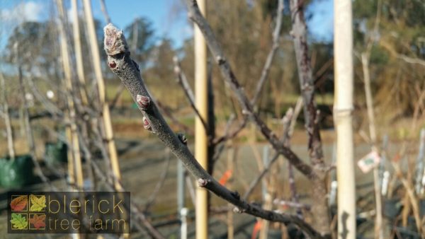Malus trilobata - White Flowering Crab Apple - Image 4