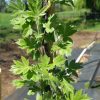Malus trilobata - White Flowering Crab Apple - Image 3