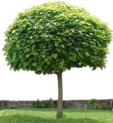 Catalpa bignonioides 'nana' - Mop Top Catalpa