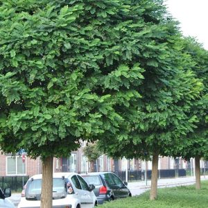 Robinia Mop Top trees planted in a streetscape