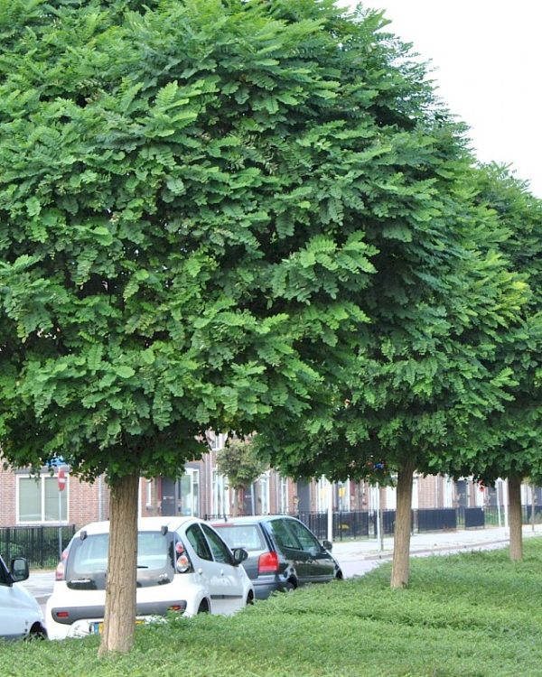 Robinia Mop Top trees planted in a streetscape