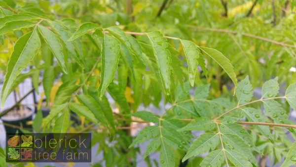 Melia azedarach - White Cedar - Image 3
