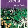 Melia azedarach - White Cedar - Image 4