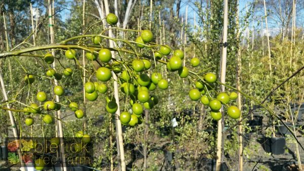 Melia azedarach - White Cedar - Image 7