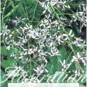 Melia azedarach - White Cedar